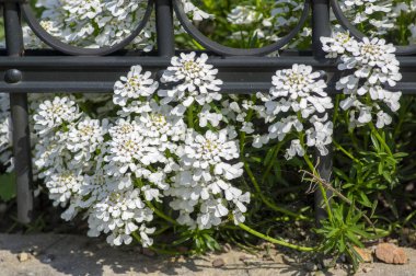 Iberis sempervirens hiç bitmeyen yeşil şekerleme daimi çiçek, metal çit içinde parlak beyaz bahar çiçekli kaya bitkileri grubu