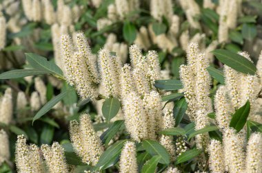 Prunus laurocerasus kiraz çiçekli bitkiler, çalılıklardaki beyaz çiçekler, yeşil yapraklar, süs bahçesi