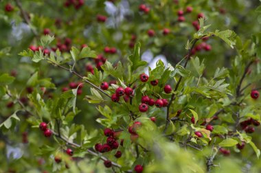 Crataegus monogyna tek tohumlu şahin şahini ağaç dallarında kırmızı olgun meyveler ve yapraklarla