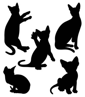 Kedi evcil hayvan hareketli siyah siluet