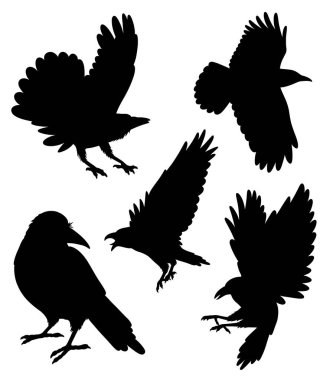 Karga kuş uçuşu hareketi siyah siluet pozu