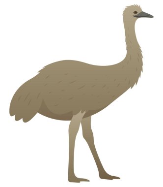 Devekuşunun veya devekuşunun renk vektör çizimi. Beyaz arka planda izole edilmiş büyük, vahşi, uçamayan bir kuş. Avustralya 'nın vahşi yaşamı.