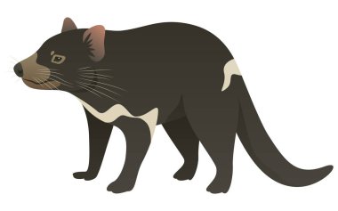 Tazmanya canavarı tarafının renk vektör çizimi. Beyaz arka planda izole edilmiş vahşi etobur keseli hayvan. Avustralya 'nın vahşi yaşamı, Tazmanya.