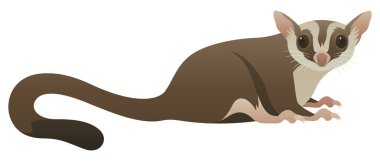 Küçük uçan şeker planörünün renk vektör çizimi. Hepçil, ağaçsı, süzülen keseli sıçan. Beyaz arka planda izole edilmiş vahşi bir hayvan. Egzotik hayvan ve tropikal vahşi yaşam.