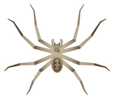 Color vector realistic illustration of giant huntsman spider. Wild arachnid isolated on white background. Wildlife of the world. clipart