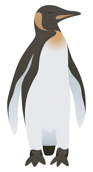 Siyah ve beyaz imparator penguenin gerçekçi renk çizimi. Büyük, uçamayan, yalıtılmış bir kuş. Antarktika 'nın Vahşi Hayatı.
