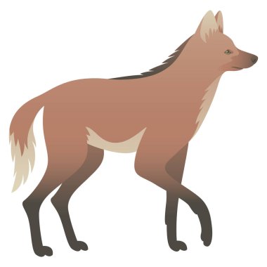 Mantolu kurdun renk vektör çizimi veya turuncu tilki kenarı görüntüsü. Beyaz arka planda uzun bacaklı vahşi bir hayvan. Nesli tükenmekte olan memeliler. Güney Amerika 'nın vahşi yaşamı.