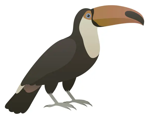 Toco Toucan 'ın renk vektör çizimi. Beyaz arka planda izole edilmiş vahşi tropikal kuş. Hepçil bir hayvan. Güney Amerika 'nın vahşi yaşamı.