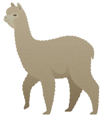Alpaka yan görünümünün renk vektör çizimi. Beyaz arka planda izole edilmiş bir çiftlik hayvanı. Güney Amerika 'nın otçul memelileri.