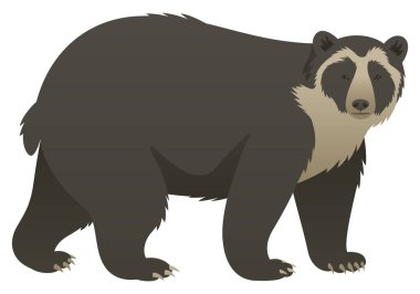 Gözlüklü, dağ ya da And ayısı yan görüntüsünün renk vektör çizimi. Beyaz arka planda izole edilmiş vahşi bir hayvan. Hepçil memeliler. Güney Amerika vahşi yaşamı.