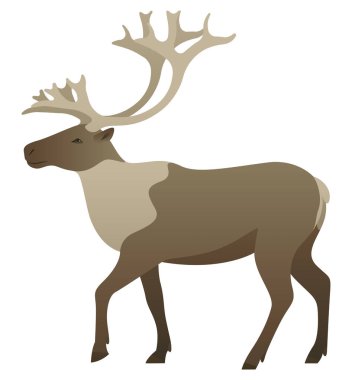 Ren geyiği veya boynuzlu ren geyiği veya boynuz gerçekçi vektör çizimi. Beyaz arka planda izole edilmiş kutup geyiği rengi grafiği. Tundra, Sibirya ve Kuzey Amerika hayvanı.