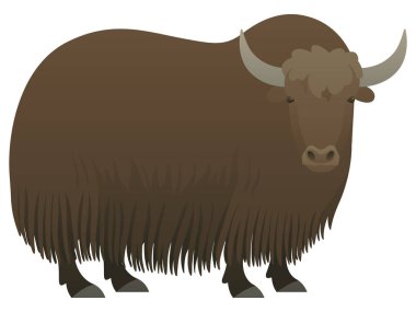 Boynuzları gerçekçi vektör illüstrasyonuyla öküz gibi. Tarter ya da homurdanan yaban öküzü yan görünüş renk grafiği. Beyaz arka planda izole edilmiş kıllı sığırlar. Evcil çiftlik hayvanı.