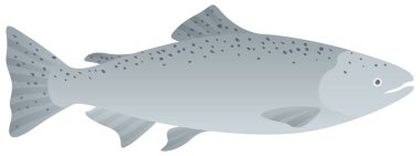 Chinook somonu gerçekçi vektör çizimi. Pasifik Balığı beyaz arkaplanda izole.
