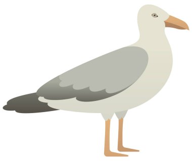 Martı ya da martı izole edilmiş vektör çizimi. Su kuşu renk klipsi sanatı.