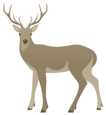 Geyik ya da geyik renginde boynuzlu geyikler kameraya, yan görüntüye bakıyor. Beyaz arka planda izole edilmiş vahşi bir hayvan..