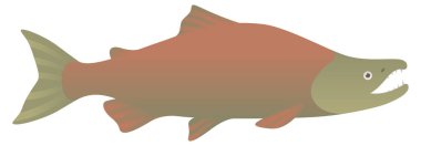 Sockeye salmon realistic illustration. Pacific ocean red fish isolated on white background. clipart