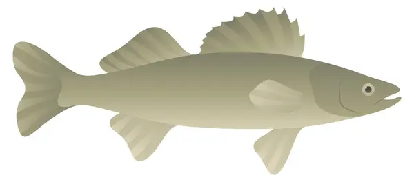Walleye sarı turna balığı gerçekçi çizimi. Beyaz arka planda izole edilmiş Pikeperch tatlı su balığı. Kanada ve Kuzey Amerika 'nın nehir ve göl hayvanları.
