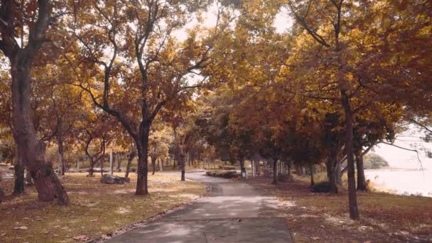 Пішохідна Стежка Громадському Парку Спокійним Вітром Біля Озера Осінній Сезон — стокове відео