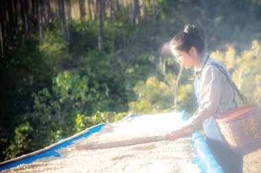 Kahve üretimi, doğal bal güneşi, kurutulmuş ampul ve kuru kalmak, kaliteli kahve Chiangmai, Tayland