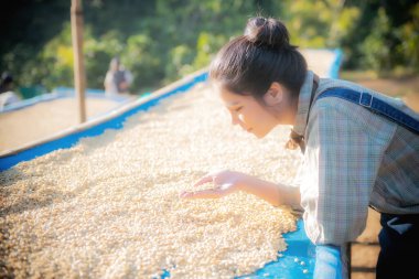 Kahve üretimi, doğal bal güneşi, kurutulmuş ampul ve kuru kalmak, kaliteli kahve Chiangmai, Tayland