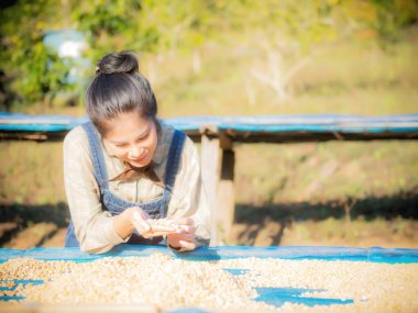 Kahve üretimi, doğal bal güneşi, kurutulmuş ampul ve kuru kalmak, kaliteli kahve Chiangmai, Tayland