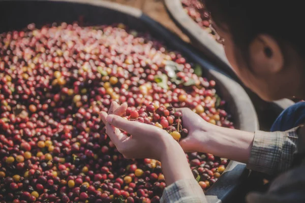 洗浄工程におけるコーヒー豆 乾燥生コーヒー豆 — ストック写真