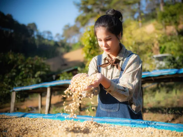 Kahve üretimi, doğal bal güneşi, kurutulmuş ampul ve kuru kalmak, kaliteli kahve Chiangmai, Tayland