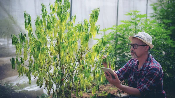 Gli Agricoltori Ispezionano Piante Cannabis Malattie Fungine Piante Cannabis Indoor — Foto Stock