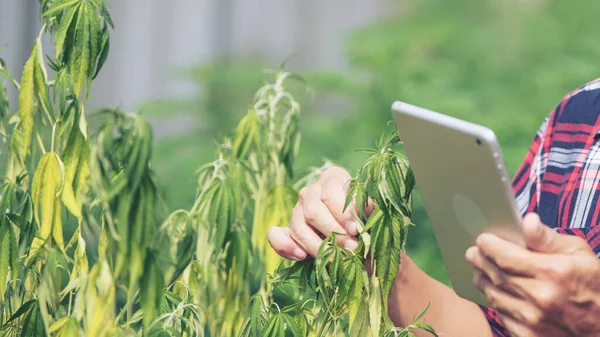 Gli Agricoltori Ispezionano Piante Cannabis Malattie Fungine Piante Cannabis Indoor — Foto Stock