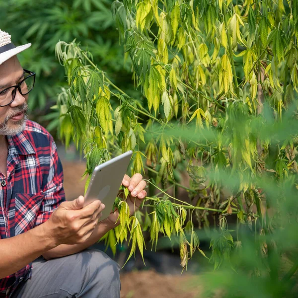 Ricerca Sulla Cannabis Agricoltore Maschio Intelligente Ispeziona Ricerca Piante Marijuana — Foto Stock