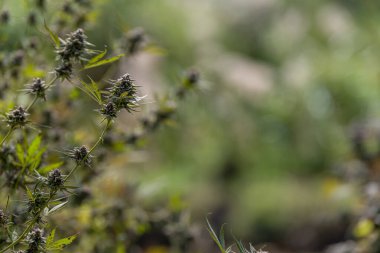 Ticari Ot Bud Depo Işıklarının Altındaki Fabrikada Yetişti