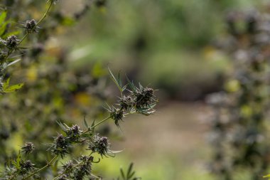 Tıbbi kenevir için tedavi edici esrar tarlasında esrar bitkisi