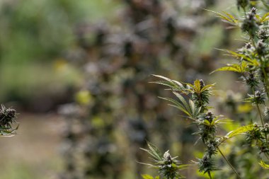 Büyük Yasal Marihuana Çiftliği Profesyonel Ticari Seviye Greenho