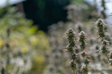 Tıbbi kenevir için tedavi edici esrar tarlasında esrar bitkisi