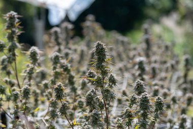 Kenevir çiçeği tomurcuğu Serada satival, marihuana akışı