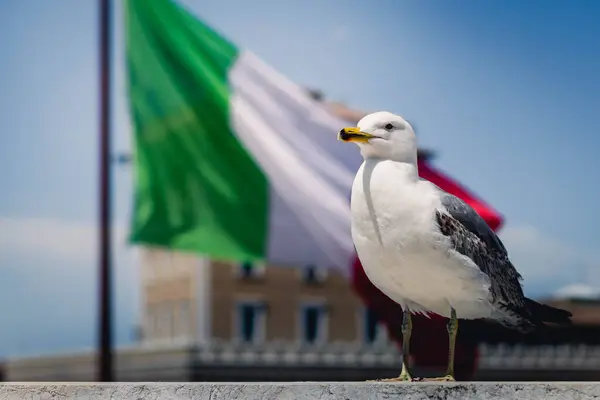 seagull with flag of italy. High quality photo
