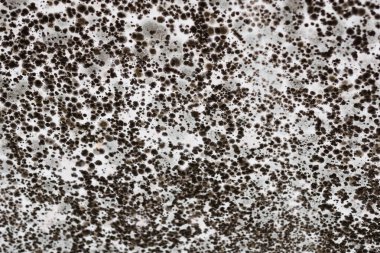 Tavanda ya da beyaz duvarda siyah küf lekeleri var. Kötü havalandırma ve yüksek nem oranı. Sağlığa zararlı. Yüksek kalite fotoğraf