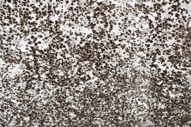 Beyaz duvarda siyah küf. Evin şımarık görünüşü. Havalandırma sorunları, rutubet. Sağlığa zararlı. Yüksek kalite fotoğraf. Yüksek kalite fotoğraf