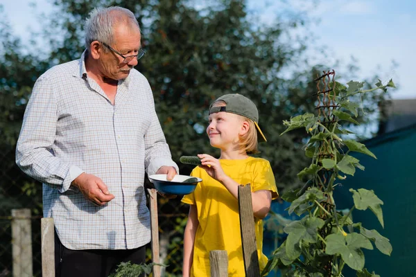 Grandfather and grandson gathering harvest vegetable. Concept of a hobby and and enjoy time. outdoors. High quality photo
