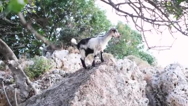 Kaya Taş Duvarların Tepesinde Genç Bir Dağ Keçisi Alt Manzara — Stok video