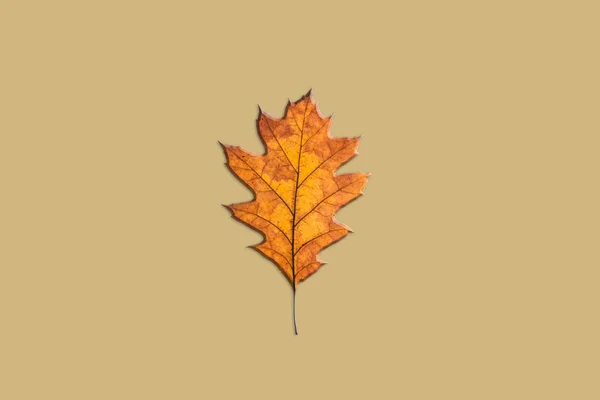 ミニマリズムの構成 オークツリー 乾燥した秋の黄色い葉 感謝祭の日のコンセプト フラットレイ トップビュー テキストのためのスペース 高品質の写真 — ストック写真