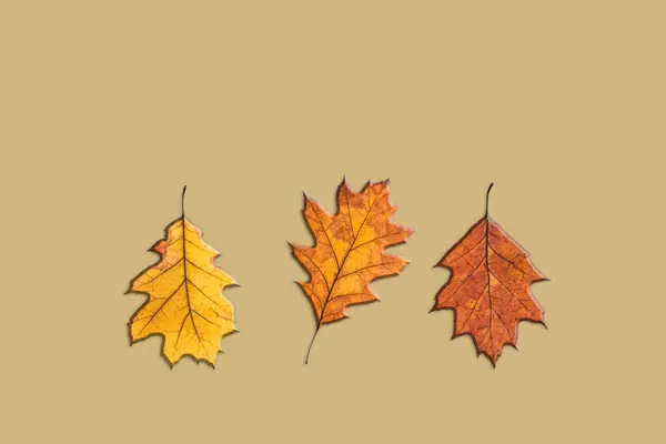 オレンジ色 赤などの暖かい秋の色の葉 1枚の葉がポジションを変えました マスタードのバックグラウンドで孤立 ミニマリズムの構成 フラットレイ トップビュー 高品質の写真 — ストック写真