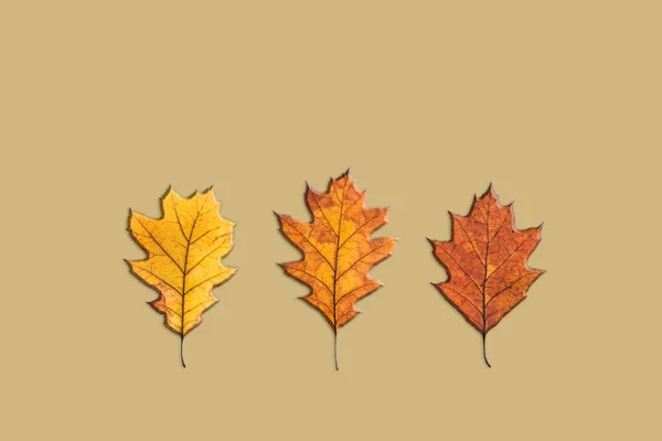 Horizontale Lijn Van Rode Gele Drie Bladeren Herfst Herfst Thanksgiving — Stockfoto