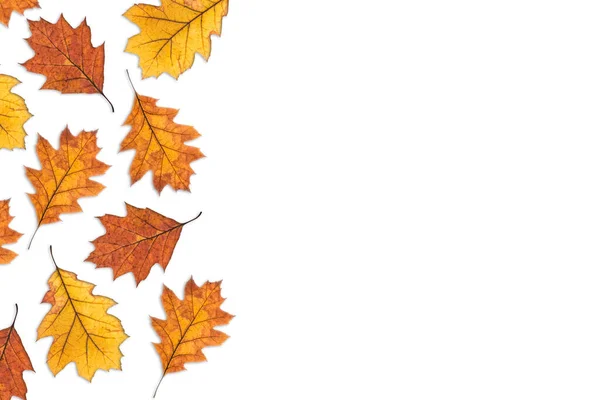 Eikenboom Droog Herfst Geel Rood Blad Witte Achtergrond Herfst Herfst — Stockfoto