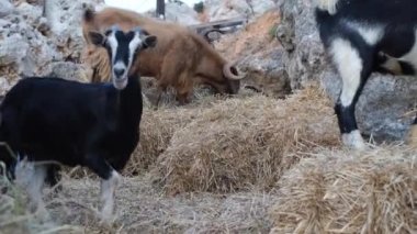 Bir kara dağ keçisi kameraya bakıyor ve bir kayanın yanında samanların arasında duruyor. Arka planda keçiler saman yer. Yüksek kalite 4k görüntü