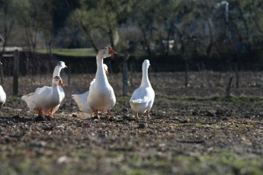 Gri arka planda beyaz kazlar, düşük görüş açısı. Kaz kulübesi endüstrisi üreme. Yüksek kalite fotoğraf