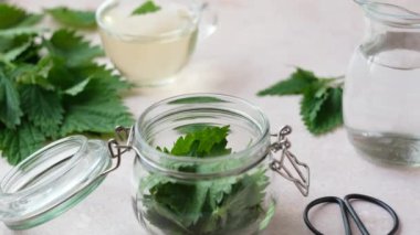 Dişi eller cam kavanoza ısırgan otu yaprağı koyar ve içini suyla doldurur. El yapımı bitkisel ısırgan otu tentürü. Kilo kaybı ve detoks. Alternatif tıp. Yan görünüş. Yüksek kalite 4k görüntü