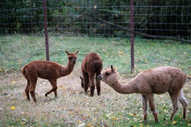 Çitlerle çevrili bir yerde grup alpaka otluyor. Etrafındaki ağaçlar sonbahar yapraklarını sergiliyor. Huzurlu ve huzurlu bir atmosfer yaratıyor. Yüksek kalite fotoğraf