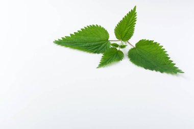 Canlı yeşil ısırgan otu yaprakları belirgin bir şekilde temiz beyaz arka plana karşı sergilenmekte, tırtıklı kenarları ve zengin renklerini, bitkisel hazırlıklar veya besin tartışmaları için ideal olanı göstermektedir. Yüksek kalite fotoğraf