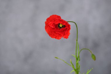 İnce yeşil bir saptan narin kırmızı çiçek açar, yumuşak dokuları vardır. İnce gri arka plan, sakin ama çarpıcı bir görüntü oluşturan canlı renklerini vurguluyor. Yüksek kalite fotoğraf